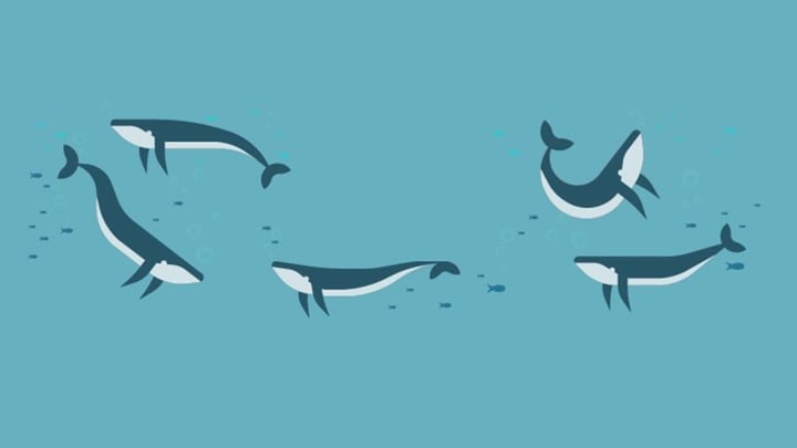 Seguir ballenas en trading - Trading y criptomonedas - Blockchain