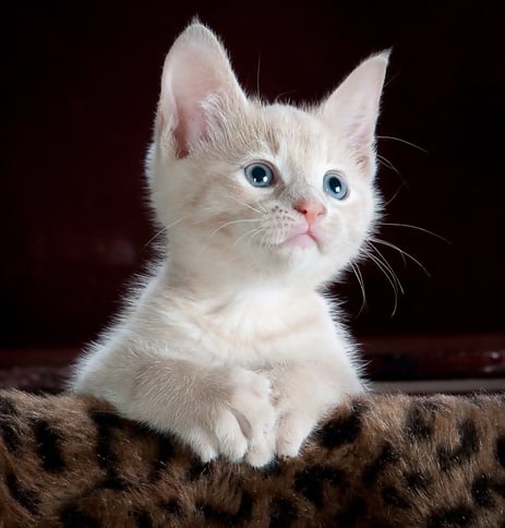 Cats Photo Cats Photo