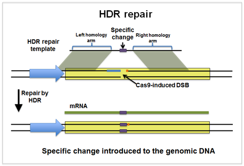 HDR修复模板含有与基因组DNA同源的序列中间的特定变化。在Cas9诱导的DSB之后，通过HDR修复突破，该HDR将特定变化引入基因组DNA。