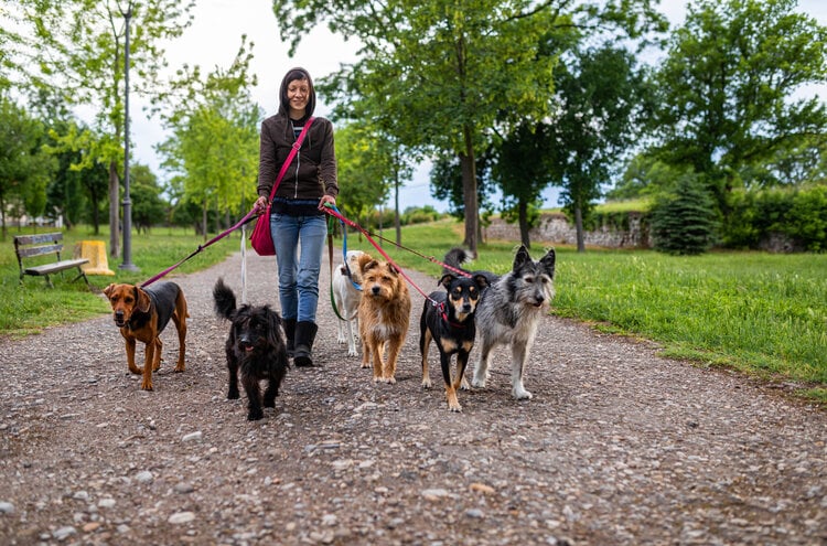 lead on dog walking services