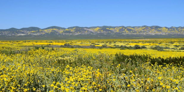 Vegetation Management: Surveying California Prairies
