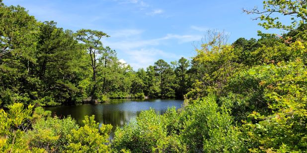 Press Release - The Swamp School and Wildnote Partnership Modernizes Wetland Fieldwork Education