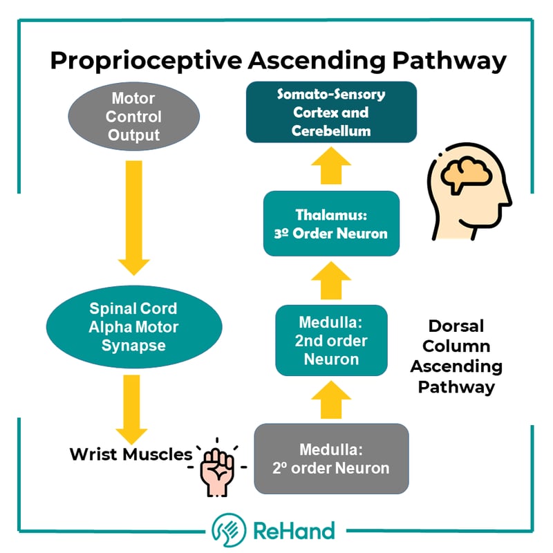 Ascending Propioceptive Pathway-1