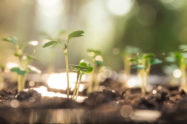 les arbres poussent et bougent