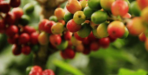 La polpa di caffè fa crescere una foresta