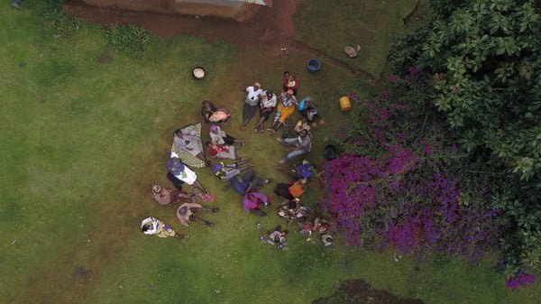 Progetto piantumazione alberi Treedom