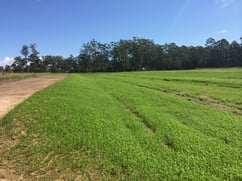 Hydraulically Applied Growth Mediums annual grass cover