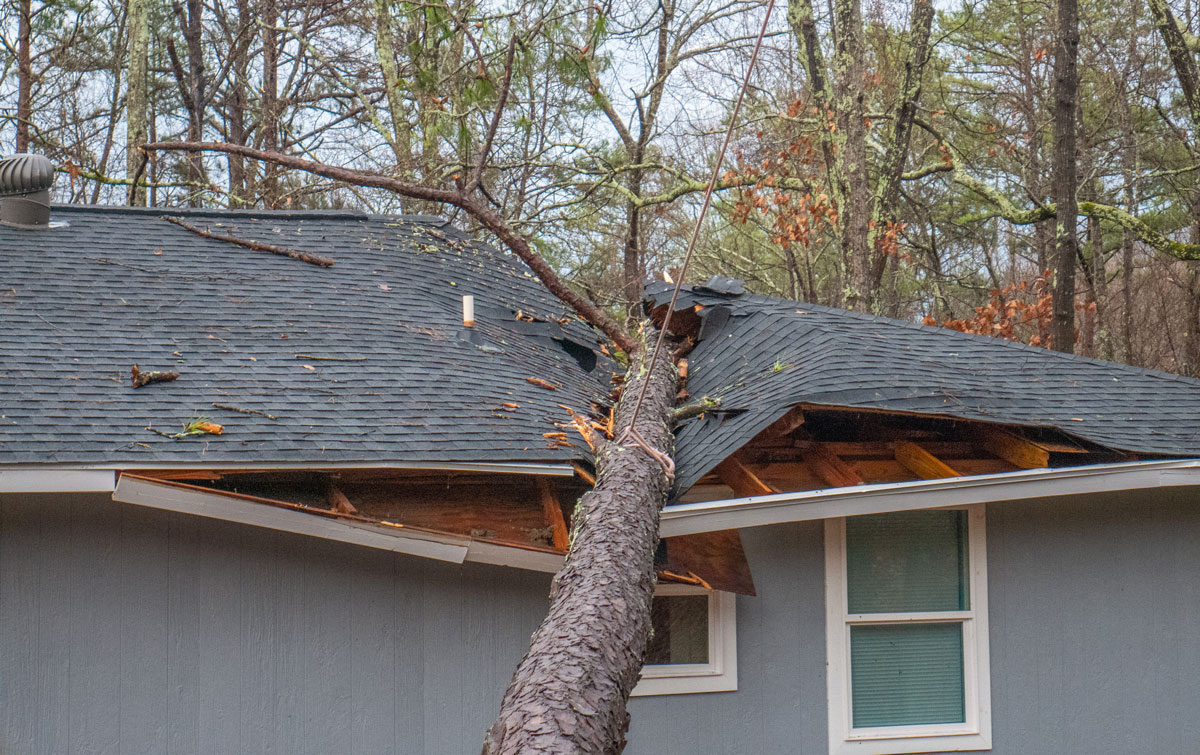 home-insurance-tree-damage