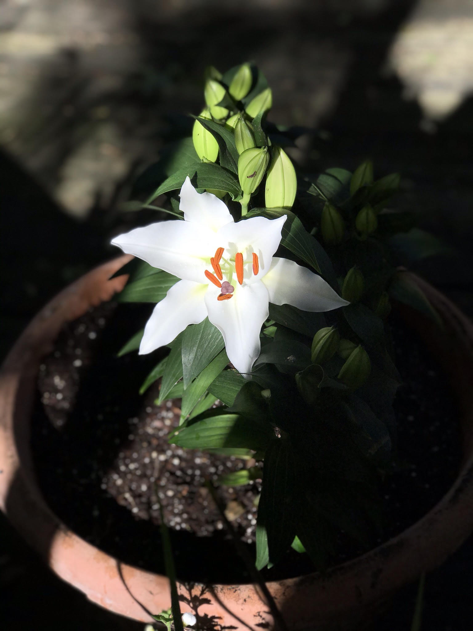 Gardening lilies