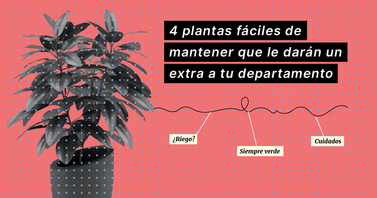 4-plantas-faciles-de-mantener-que-le-daran-un-extra-a-tu-departamento