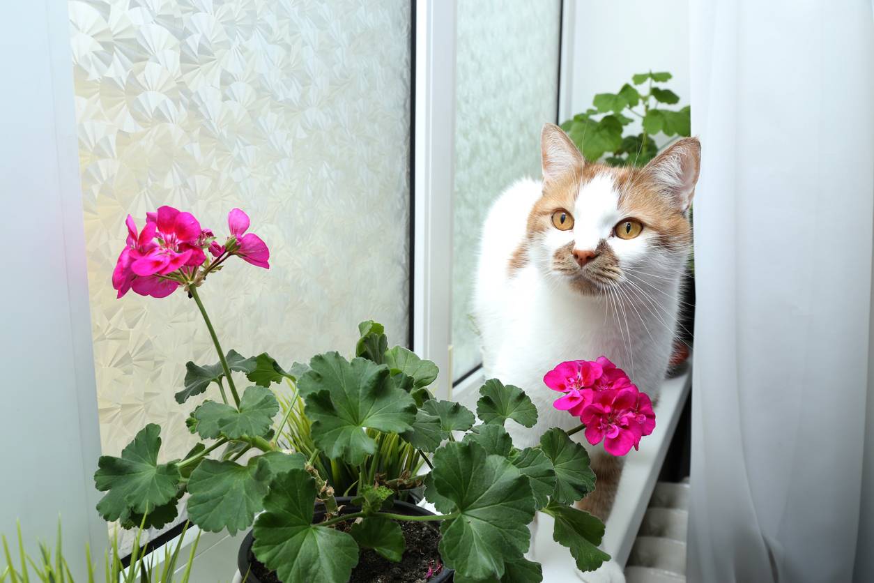 plantas seguras para gatos