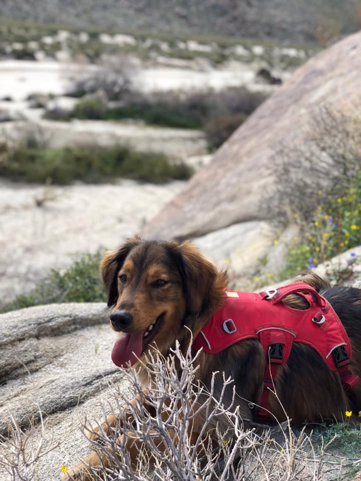 image column 5 widget_41601468486