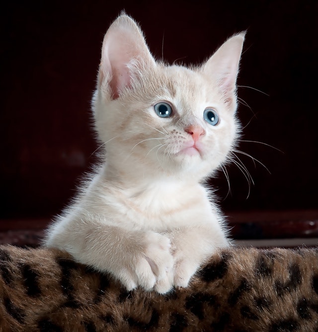Cat 1