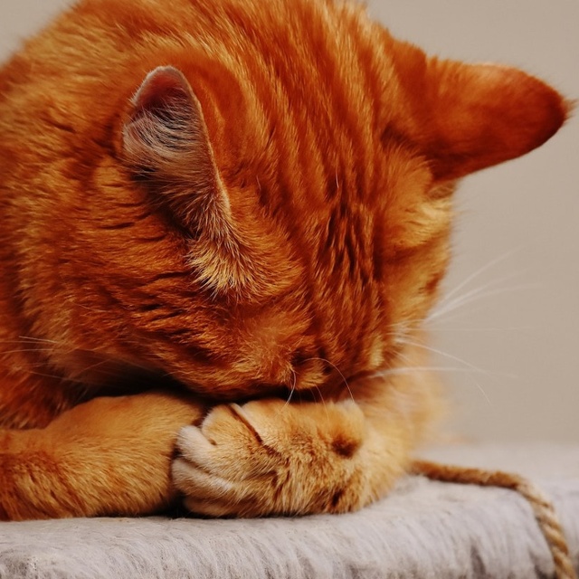 Cat 1