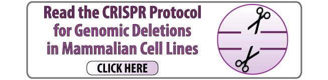 Read the CRISPR protocol for genomic deletions in mammalian cell lines