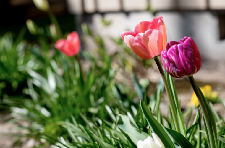 Sagit Valley Tulip Festival