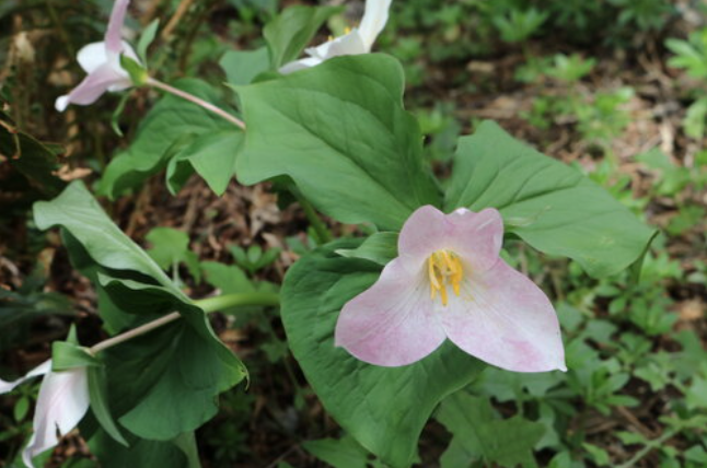 Trillium Festival