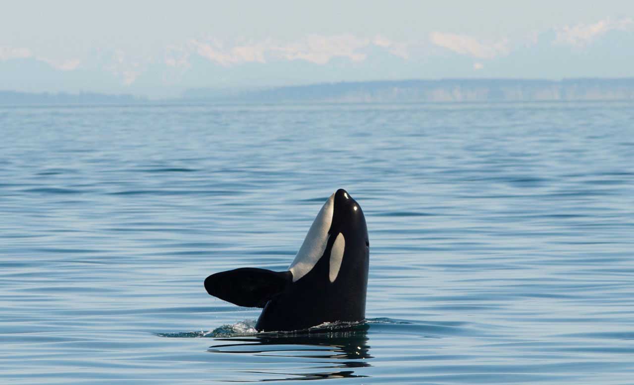 Seattle Whale Watching