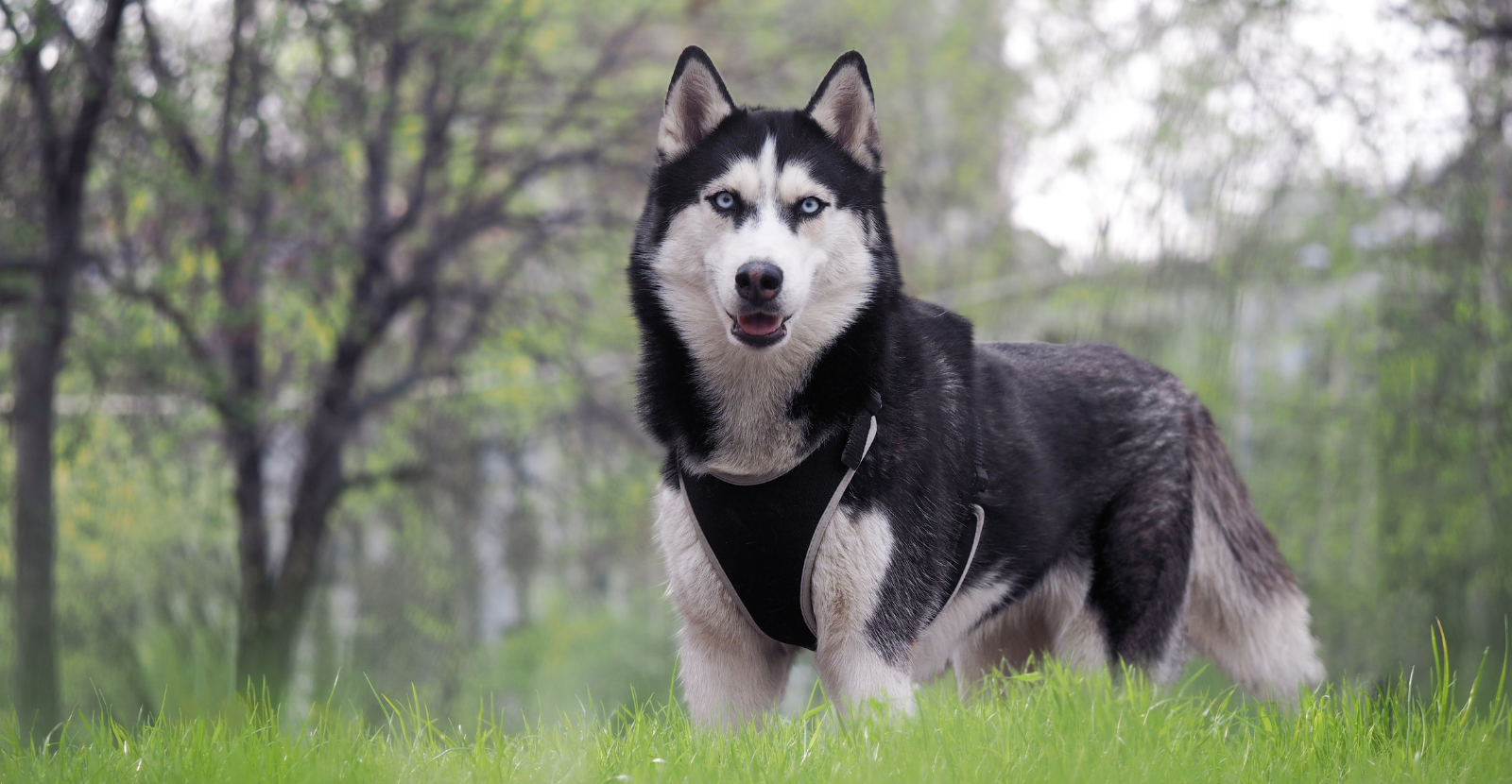 are siberian huskies good with cats