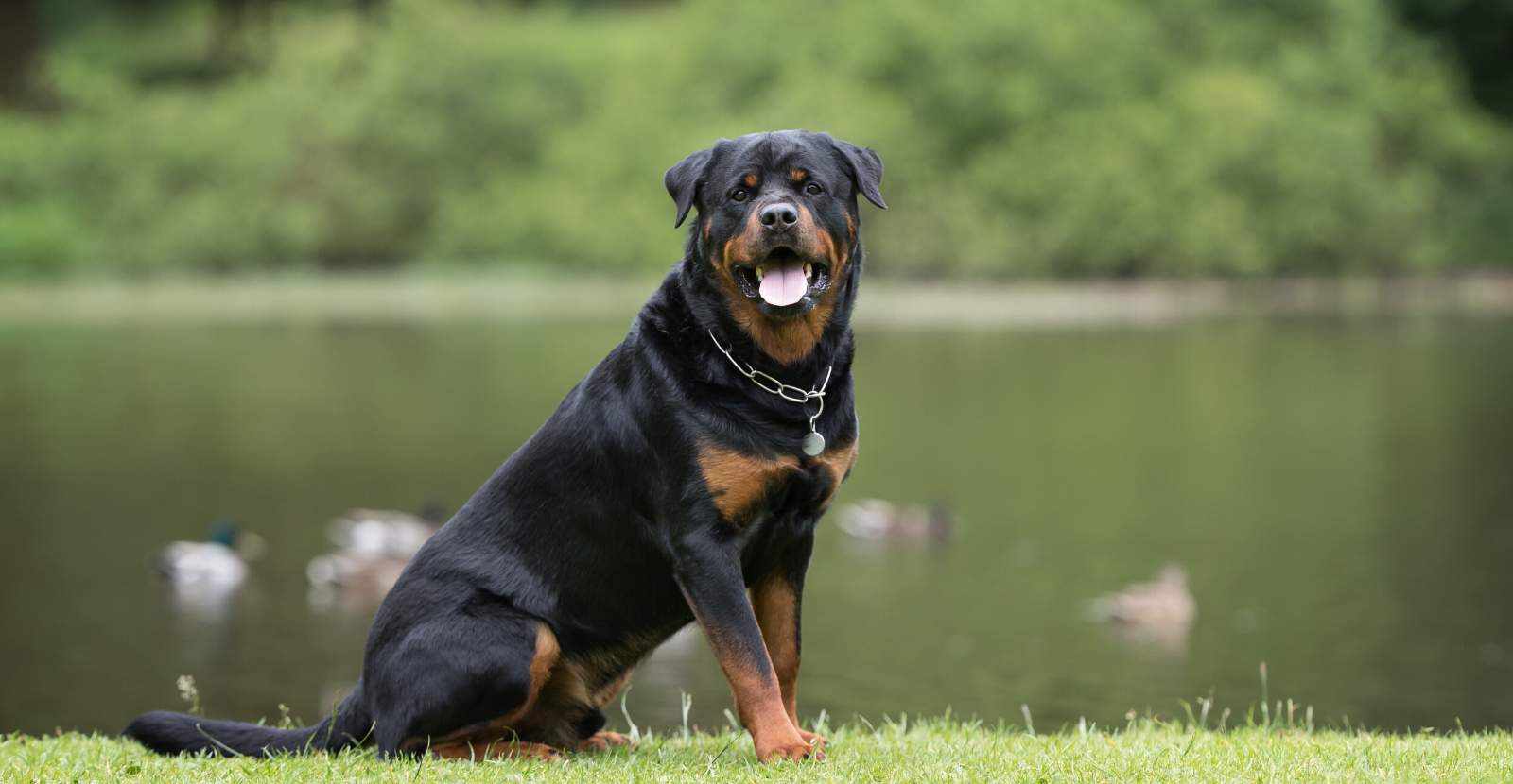 Why We Love Rottweilers: Loyal, Athletic, Often Arthritic