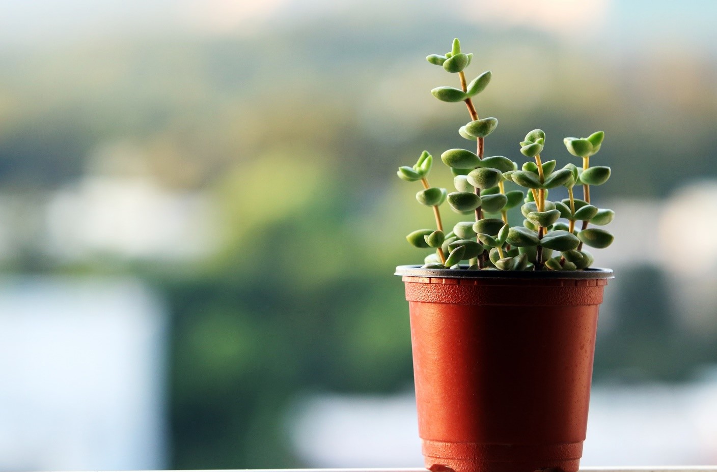 5-office-plants-that-can-spruce-up-your-workplace-1
