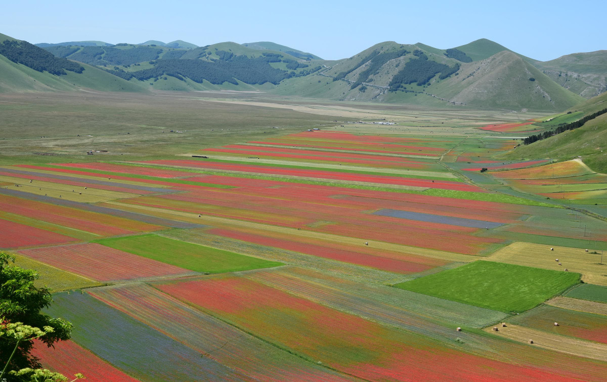 DHvillas-Flowering in Castelluccio di Norcia