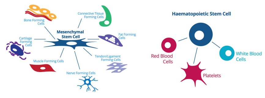 Cord Blood MSCs and HSCs v2- Cells4Life