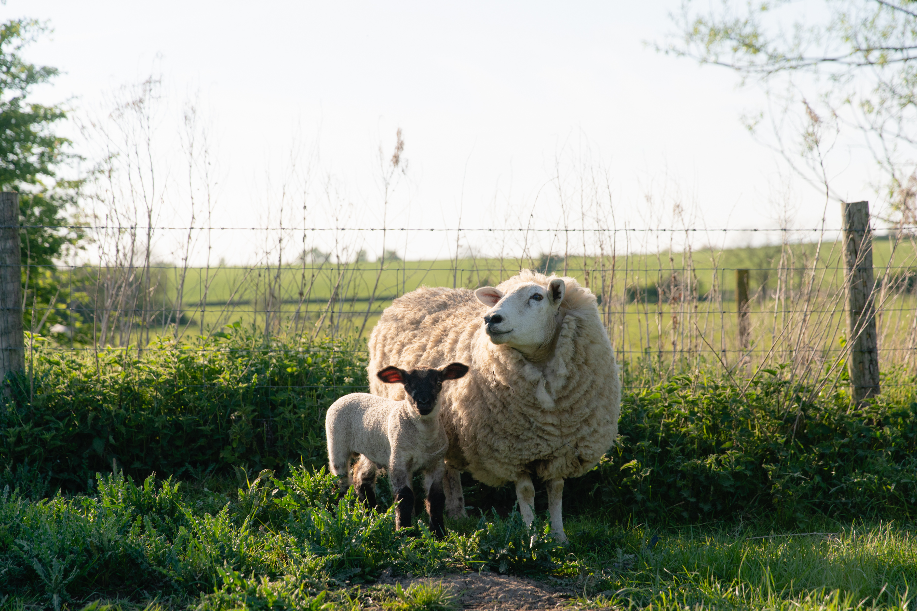 2019-05-12-wigwam-sedgewell-barn-shoot-296