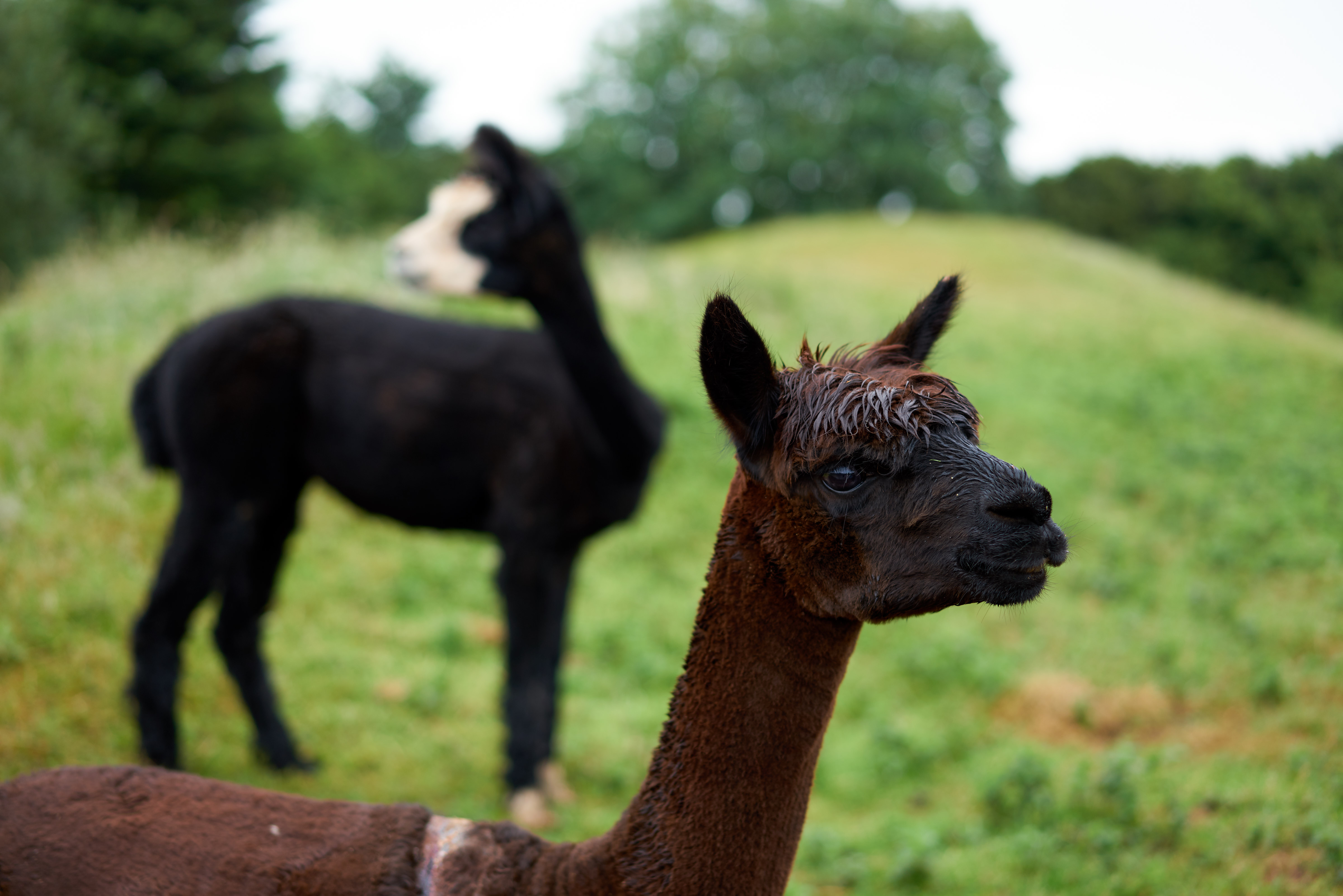 secret-valley-farm-tour