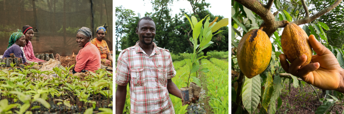 Picture of the Tree farm with women seedling and a man holding a small tree