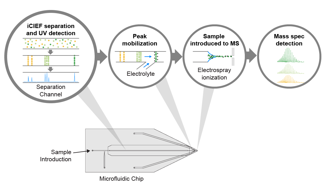 SCIEX iC-IEF-MS Technology