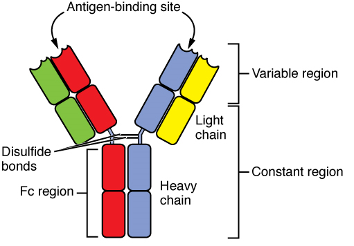 Antibody Structure IgG