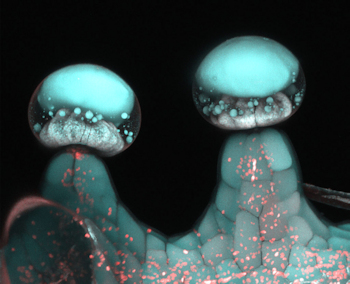 Multi‐photon microscopy image of glandular trichome