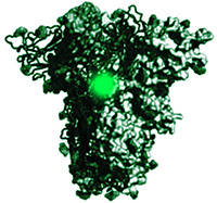 image of SARS-CoV-2 Spike Protein