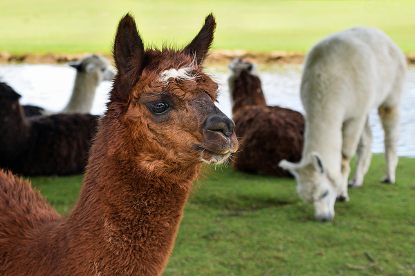 Alpacas