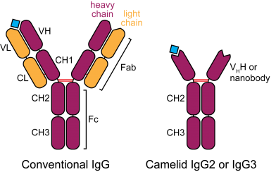 Camelid Antibodies