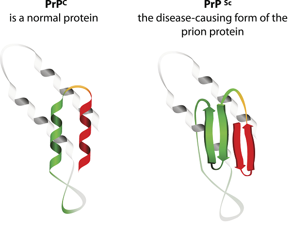 Prion Protein Comparison