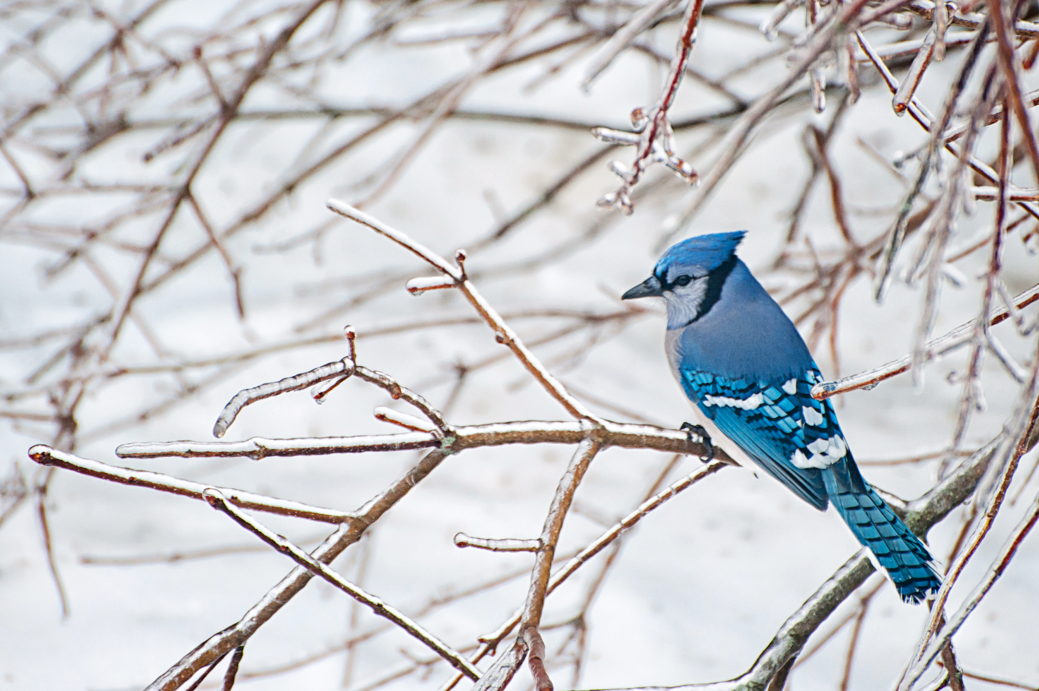 Feeding birds in winter – the dos and don'ts