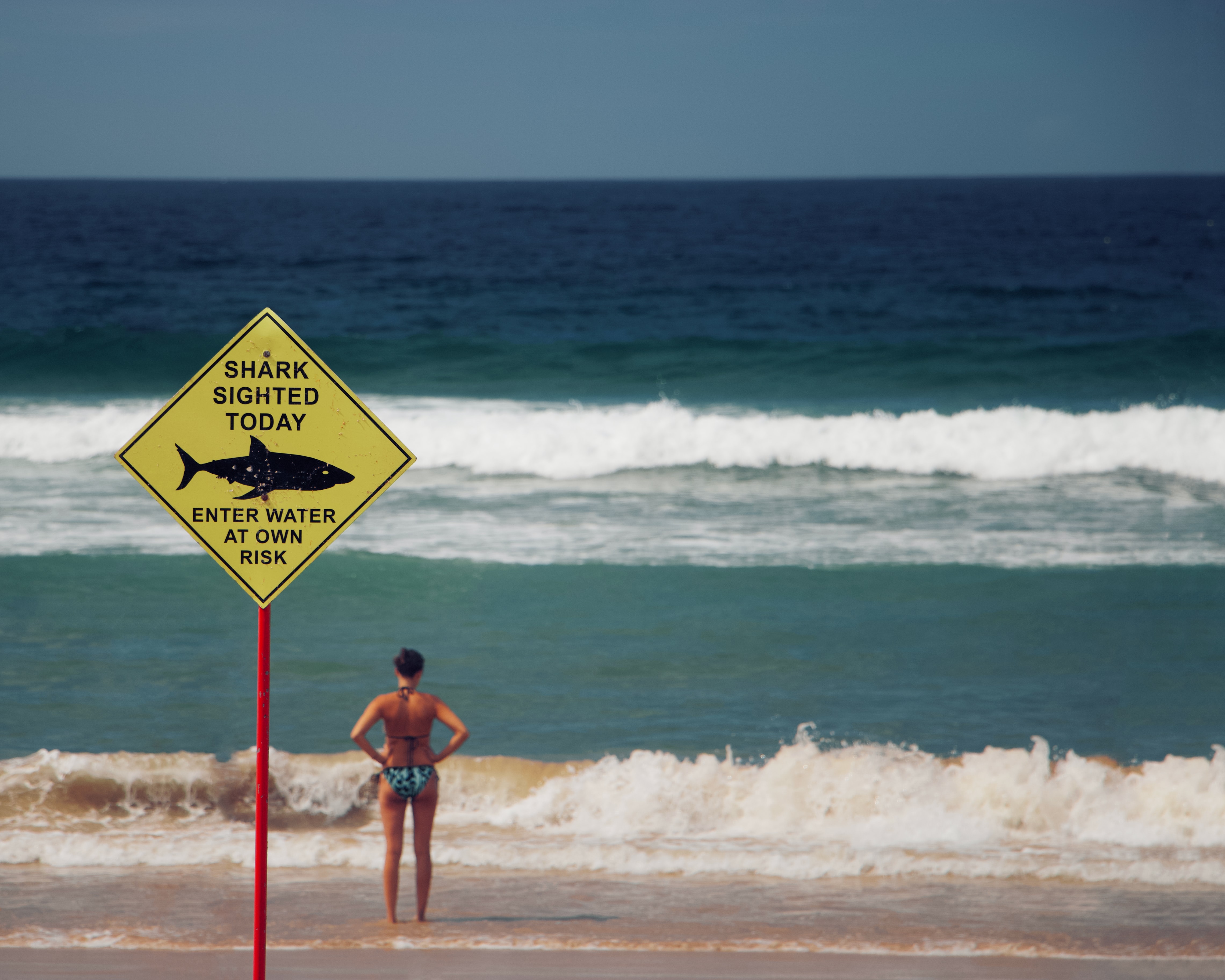 Image of a beach with a sign in front of water that says "Shark sighted today, enter water at own risk"