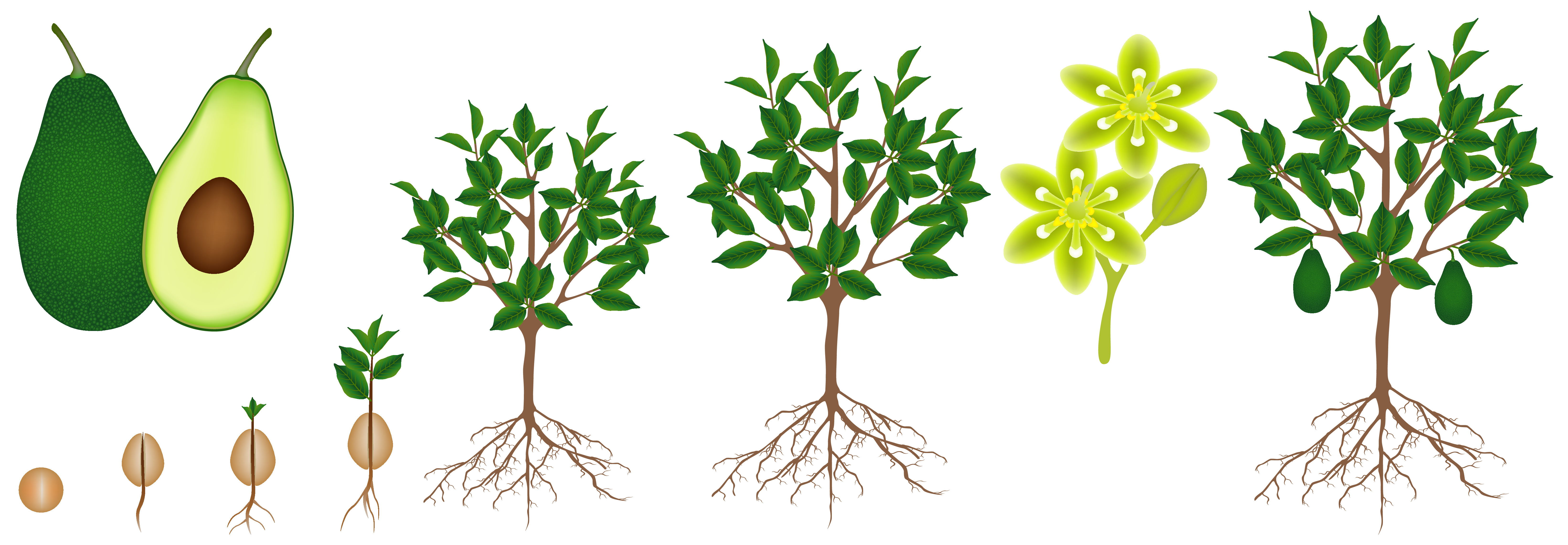 Le cycle de vie d'un avocat et comment en faire pousser