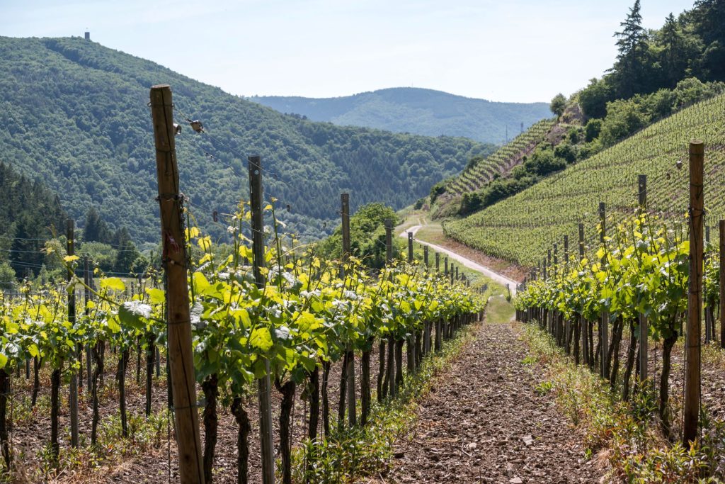 Vineyard located in the Ahr Valley surrounded by high green mountains Destinations in Germany for Autumn 2020