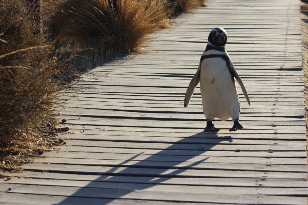 a Magellan penguin in Argentina walking along the wooden pathway