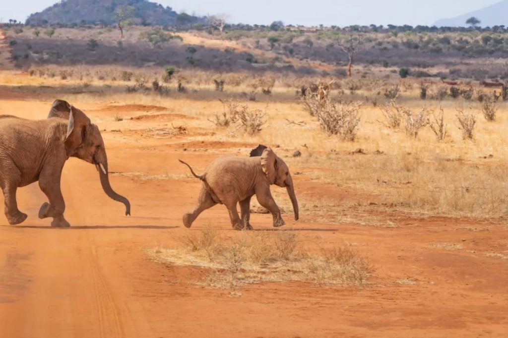 Elephanten in Tansania