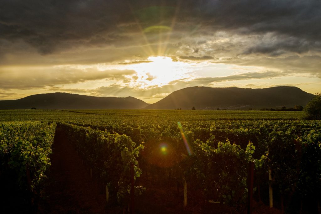 Vineyard in sunset surrounded by mountains Destinations in Germany for Autumn 2020