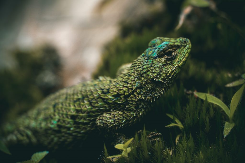 A green lizard on green grass