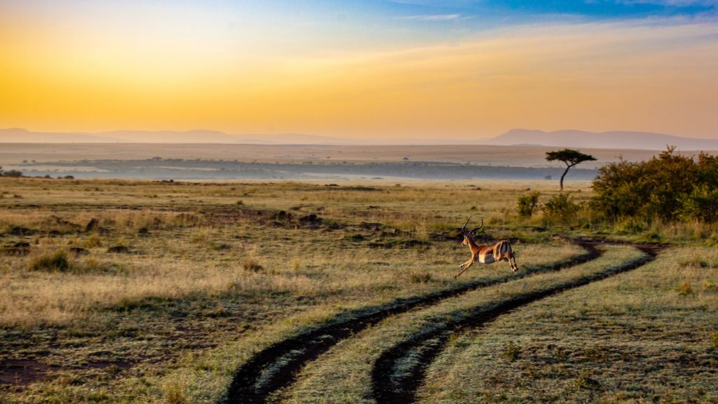 Antilope in Natur in Kenia, Afrika