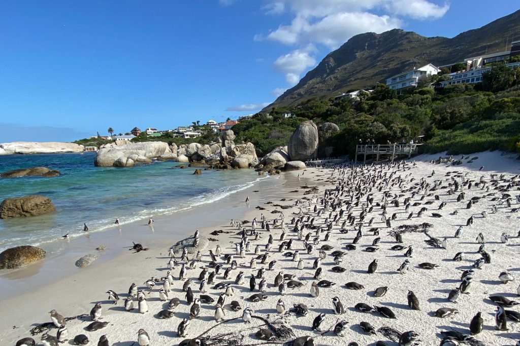 Boulders beach in south africa with lots of penguins on a white sanded beach. 