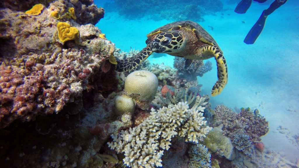 A turtle which is swimming next to a beautiful colored coral in the great barrier reef in australia