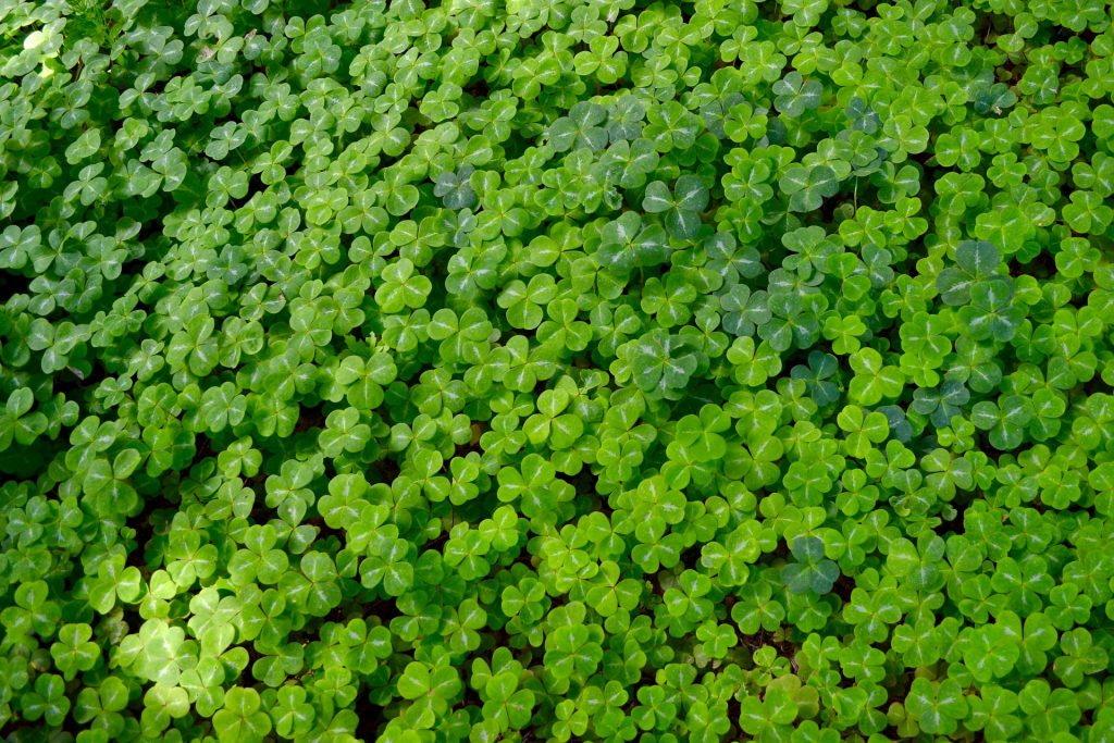 A field of green clovers 