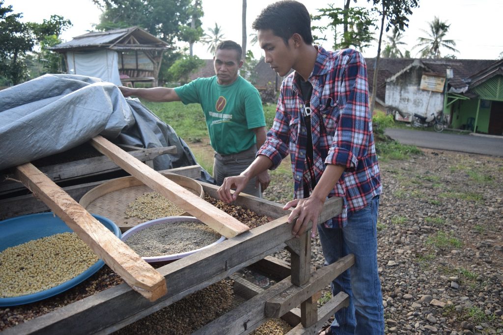 2 men in Indonesia making luwak coffee in a coffee plantation.